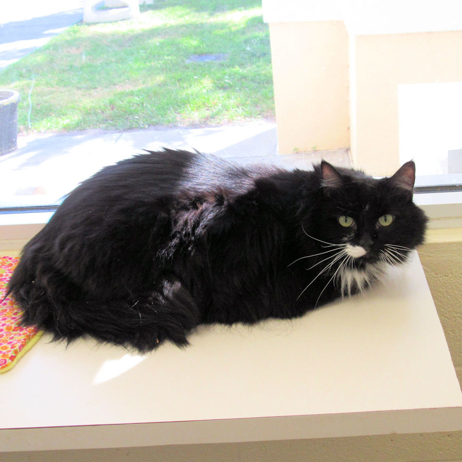 IRC pet of the week